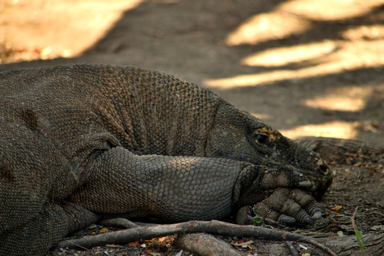 Closeup of a komodo dragon in Komodo National Park