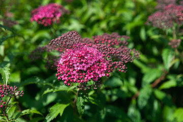 Blooming Japanese spiraea in the summer garden
