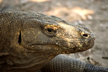 Closeup of a komodo dragon in Komodo National Park