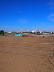 郊外の早春の野菜畑風景