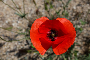 Beautiful bright red blooming poppy, top view. Spring