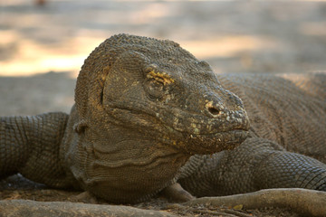 Obraz premium Closeup of a komodo dragon in Komodo National Park