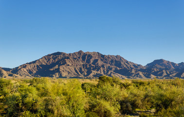 Fototapeta premium Desert cactus saguaro landscape, superstition mountain near Phoenix Arizona