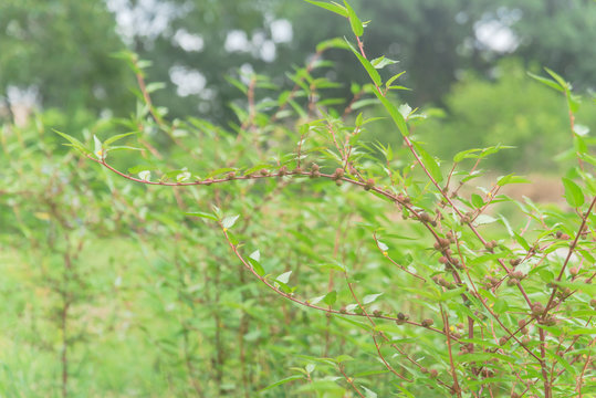 Branches of jute plant with many spindle-shaped fruit cultivated in Houston, Texas