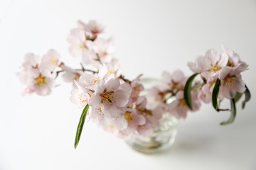 Top view of almond flowers on a white background