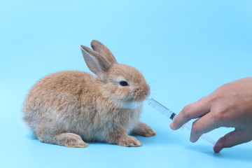sick rabbit with a syringe with medicine.