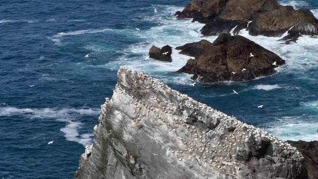 Northern gannets (Morus bassanus) breeding on nests in sea cliff at seabird colony in spring, Hermaness, Unst, Shetland Islands, Scotland, UK
