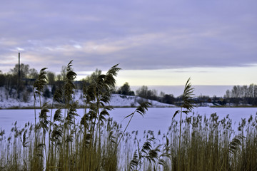 reeds on a snow-covered lake