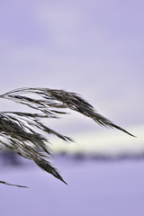 Fototapeta premium spikelet at sunset