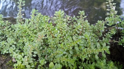 image of natural green weeds in the morning