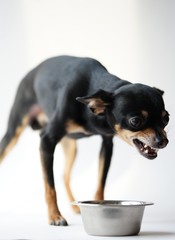Angry litlle black dog of toy terrier breed protects his food in a metal bowl on a white background.Close-up.