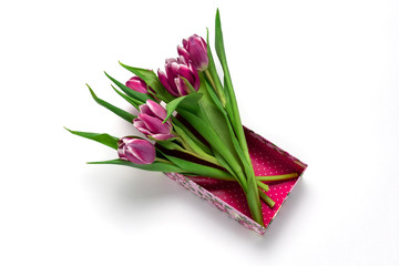 top view pink tulips in a box isolated on white background