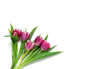 top view pink tulips bouquet on a white background with copy space