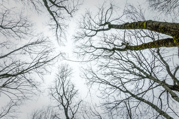 Fototapeta na wymiar Bare tree branches against a gray-white sky, view from below