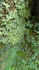 image of natural green weeds in the morning