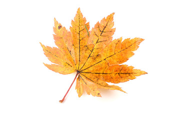 Beautiful autumn maple leaf isolated on white
