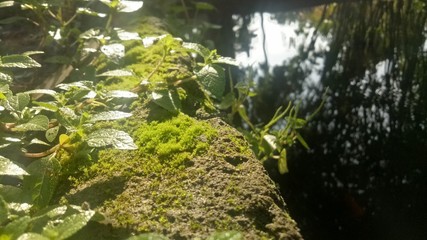 image of natural green weeds in the morning