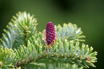 Juvenile pinecone © Maciej_W