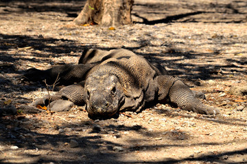 Closeup of a komodo dragon in Komodo National Park