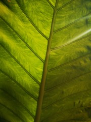 Chlorophyll - großes Blatt