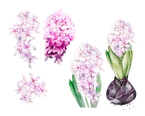 Glasschilderij Hyacint Aquarel lente hyacint bloemen illustraties. Pasen Clipart. Blauw roze bloemen handgeschilderde hyacinten bruiloft uitnodiging, DIY elementen