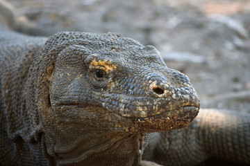 Closeup of a komodo dragon in Komodo National Park