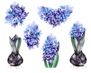 Behang Hyacint Aquarel lente hyacint bloemen illustraties. Pasen Clipart. Blauw roze bloemen handgeschilderde hyacinten bruiloft uitnodiging, DIY elementen