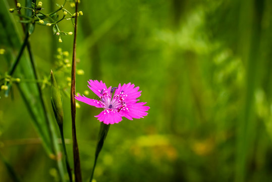 Maiden Pink on a meadow, Dianthus deltoides, macro, colorful, purple blossoms on a meadow