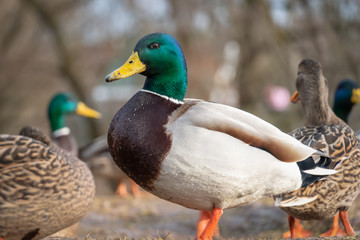 Beautiful duck with a green head among other ducks close up