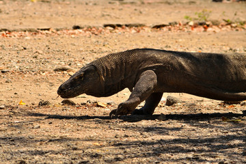 Closeup of a komodo dragon in Komodo National Park