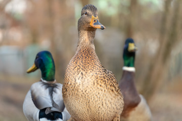 Beautiful wild grey duck among other ducks close up