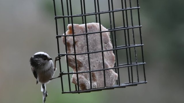 Two long-tailed tits / long-tailed bushtits (Aegithalos caudatus) feeding on fat from garden bird feeder