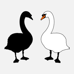 Adult Mute Swan silhouette in black, and outline version in white, mirrored, side by side - drawing after real swan.