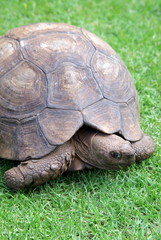 Tortoise on the grass