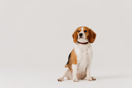 beagle dog in a collar posing on white background