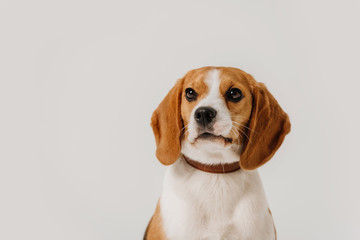 beagle dog close up portrait on white background