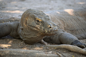 Closeup of a komodo dragon in Komodo National Park