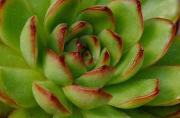 Close up of Echeveria agavoides x pulidonis , red margin green succulent plant background
