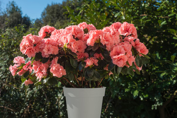 Azalea japonica pink flowers in a pot.