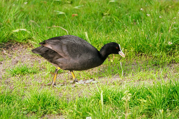 Eurasian coot at the shore