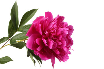 Growing burgundy peony isolated on white