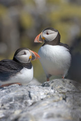 Atlantic puffin (Fratercula arctica)