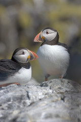 Atlantic puffin (Fratercula arctica)