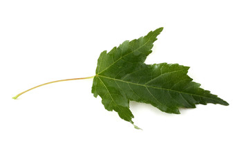 Amur maple (acer ginnala) leaf