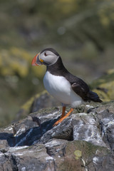 Atlantic puffin (Fratercula arctica)