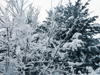 snow on tree branches on cold day