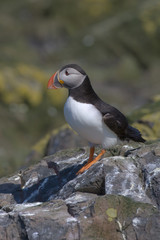 Atlantic puffin (Fratercula arctica)