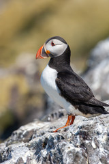 Atlantic puffin (Fratercula arctica)