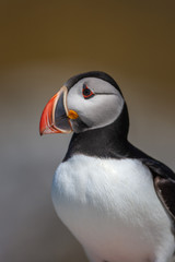 Atlantic puffin (Fratercula arctica)