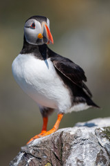Atlantic puffin (Fratercula arctica)